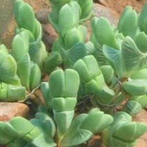 Braunsia apiculata - 5 Seed Pack