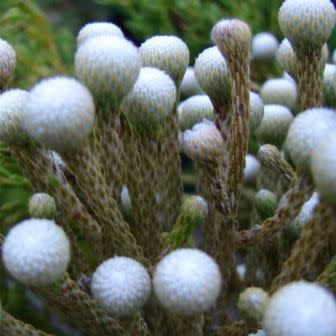 Brunia laevis - Volstruisies, Vaalstompie - 10 Seed Pack