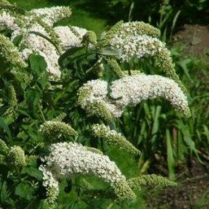 Buddleja davidii `Alba` - White Butterfly Bush, White Summer Lilac - 10 Seed Pack