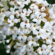 Buddleja davidii `Alba` - White Butterfly Bush, White Summer Lilac - 10 Seed Pack - Image 2
