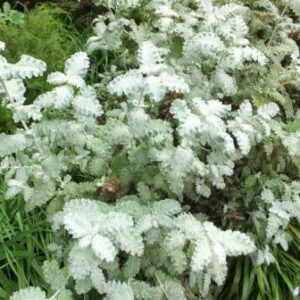 Buddleja glomerata - Karoo Sagewood; Sneezebush, Niesbos - 10 Seed Pack