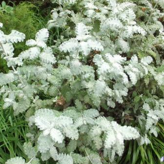Buddleja glomerata - Karoo Sagewood; Sneezebush, Niesbos - 10 Seed Pack