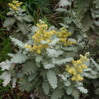 Buddleja glomerata - Karoo Sagewood; Sneezebush, Niesbos - 10 Seed Pack - Image 2