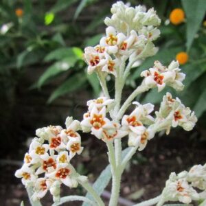 Buddleja loricata - Mountain Sagewood, Bergsaliehout - 10 Seed Pack
