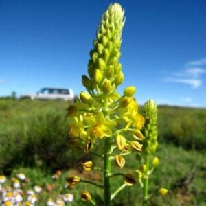 Bulbine abyssinica - Bushy Bulbine; Geelkatstert - 5 Seed Pack