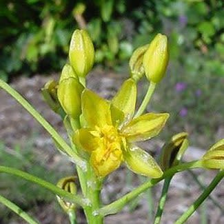 Bulbine abyssinica - Bushy Bulbine; Geelkatstert - 5 Seed Pack - Image 2