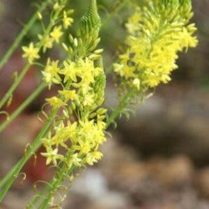 Bulbine alooides - 5 Seed Pack