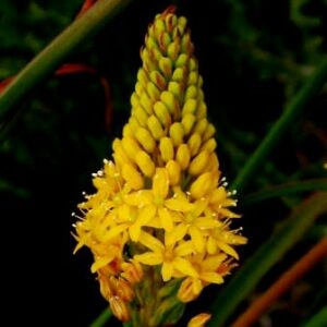 Bulbine angustifolia - 10 Seed Pack