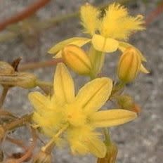 Bulbine annua - Annual Bulbine - 10 Seed Pack