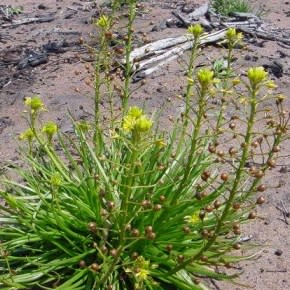 Bulbine annua - Annual Bulbine - 10 Seed Pack - Image 2