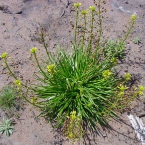 Bulbine annua - Annual Bulbine - 10 Seed Pack - Image 3