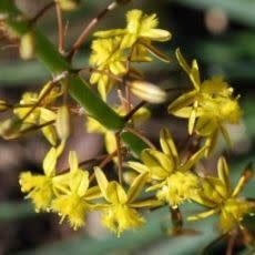 Bulbine asphodeloides - Geelkatstert; Yellow Cats Tail - 10 Seed Pack - Image 2