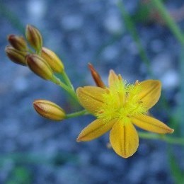Bulbine favosa - 10 Seed Pack