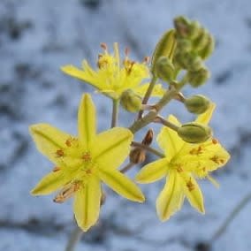 Bulbine favosa - 10 Seed Pack - Image 2