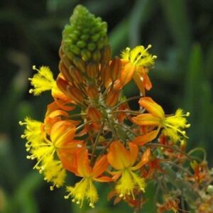 Bulbine frutescens Orange - 10 Seed Pack