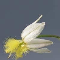 Bulbine frutescens White - 10 Seed Pack