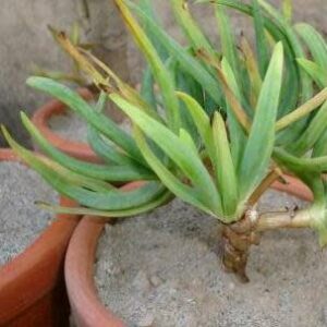 Bulbine lagopus - 5 Seed Pack