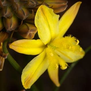 Bulbine lagopus - 5 Seed Pack - Image 2