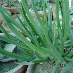 Bulbine lagopus - 5 Seed Pack - Image 3