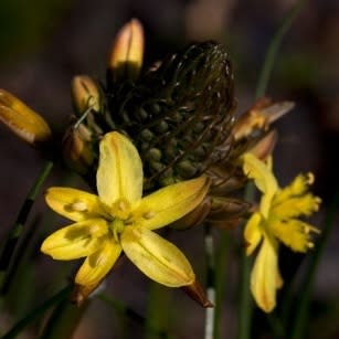 Bulbine lagopus - 5 Seed Pack - Image 4