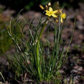 Bulbine lagopus - 5 Seed Pack - Image 5