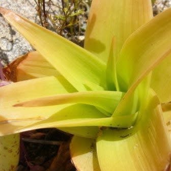 Bulbine latifolia - Rooiwortel - 10 Seed Pack