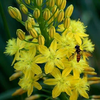 Bulbine latifolia - Rooiwortel - 10 Seed Pack - Image 2