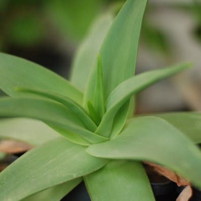 Bulbine latifolia - Rooiwortel - 10 Seed Pack - Image 3