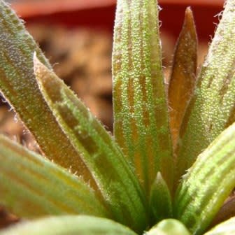 Bulbine margarethae - 5 Seed Pack - Image 2
