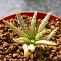 Bulbine margarethae - 5 Seed Pack - Image 3