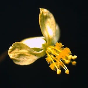Bulbine margarethae - 5 Seed Pack - Image 4