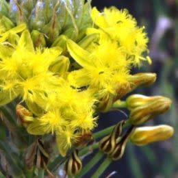 Bulbine narcissifolia - Strap-leafed Bulbine, Snake Flower - 10 Seed Pack