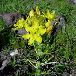 Bulbine narcissifolia - Strap-leafed Bulbine, Snake Flower - 10 Seed Pack - Image 3