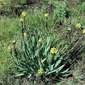 Bulbine narcissifolia - Strap-leafed Bulbine, Snake Flower - 10 Seed Pack - Image 4