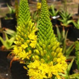 Bulbine natalensis - Rooiwortel - 10 Seed Pack