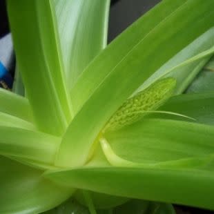 Bulbine natalensis - Rooiwortel - 10 Seed Pack - Image 2