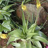 Bulbine natalensis - Rooiwortel - 10 Seed Pack - Image 3