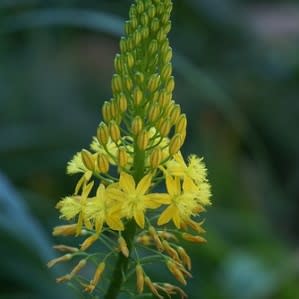 Bulbine natalensis - Rooiwortel - 10 Seed Pack - Image 4