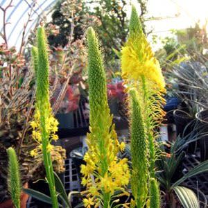 Bulbine natalensis - Rooiwortel - 10 Seed Pack - Image 5