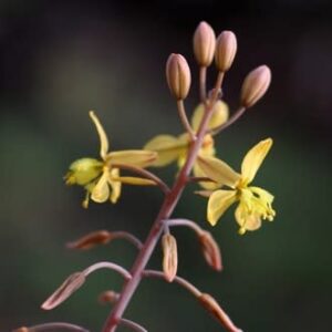 Bulbine praemorsa - Slymstok - 5 Seed Pack