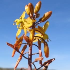 Bulbine praemorsa - Slymstok - 5 Seed Pack - Image 2