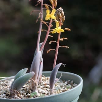Bulbine praemorsa - Slymstok - 5 Seed Pack - Image 3