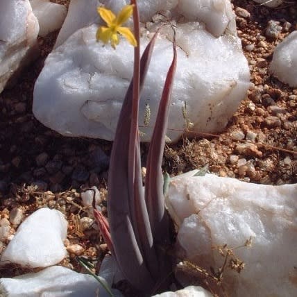 Bulbine praemorsa - Slymstok - 5 Seed Pack - Image 4