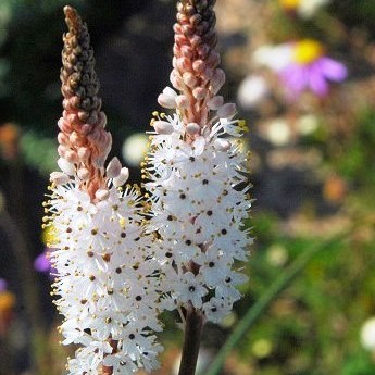 Bulbinella barkerae - 5 Seed Pack