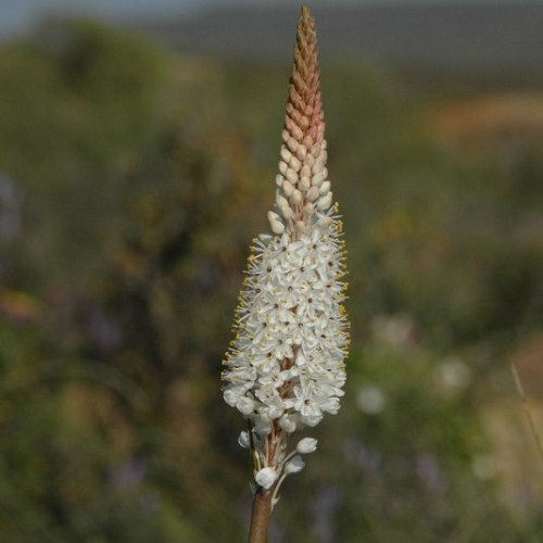 Bulbinella cauda-felis - 5 Seed Pack