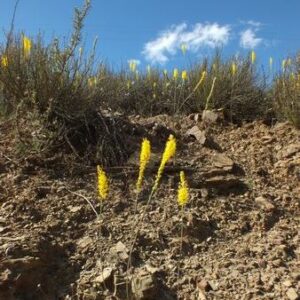 Bulbinella divaginata - Geelpiet, Katstert - 10 Seed Pack