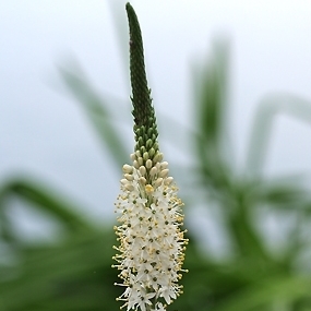 Bulbinella elata - 5 Seed Pack