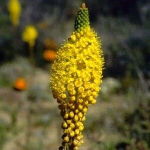 Bulbinella elegans - Voelneskatstert - 5 Seed Pack