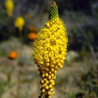 Bulbinella elegans - Voelneskatstert - 5 Seed Pack