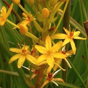 Bulbinella hookeri (Anthericum hookeri) - 5 Seed Pack